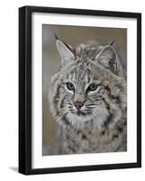 Bobcat in Snow, Near Bozeman, Montana, United States of America, North America-James Hager-Framed Photographic Print