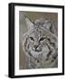 Bobcat in Snow, Near Bozeman, Montana, United States of America, North America-James Hager-Framed Photographic Print