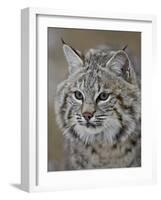 Bobcat in Snow, Near Bozeman, Montana, United States of America, North America-James Hager-Framed Photographic Print