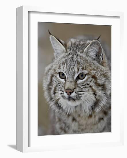 Bobcat in Snow, Near Bozeman, Montana, United States of America, North America-James Hager-Framed Photographic Print