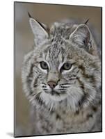 Bobcat in Snow, Near Bozeman, Montana, United States of America, North America-James Hager-Mounted Photographic Print