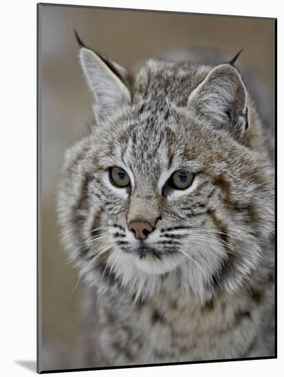 Bobcat in Snow, Near Bozeman, Montana, United States of America, North America-James Hager-Mounted Photographic Print