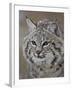 Bobcat in Snow, Near Bozeman, Montana, United States of America, North America-James Hager-Framed Photographic Print