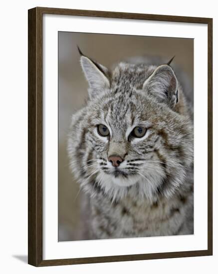 Bobcat in Snow, Near Bozeman, Montana, United States of America, North America-James Hager-Framed Photographic Print