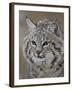 Bobcat in Snow, Near Bozeman, Montana, United States of America, North America-James Hager-Framed Photographic Print