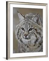 Bobcat in Snow, Near Bozeman, Montana, United States of America, North America-James Hager-Framed Photographic Print