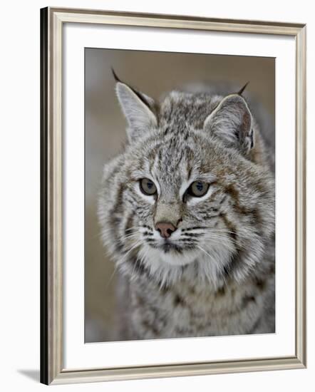 Bobcat in Snow, Near Bozeman, Montana, United States of America, North America-James Hager-Framed Photographic Print