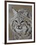 Bobcat in Snow, Near Bozeman, Montana, United States of America, North America-James Hager-Framed Photographic Print