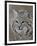 Bobcat in Snow, Near Bozeman, Montana, United States of America, North America-James Hager-Framed Photographic Print