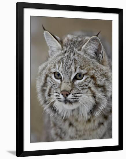 Bobcat in Snow, Near Bozeman, Montana, United States of America, North America-James Hager-Framed Photographic Print