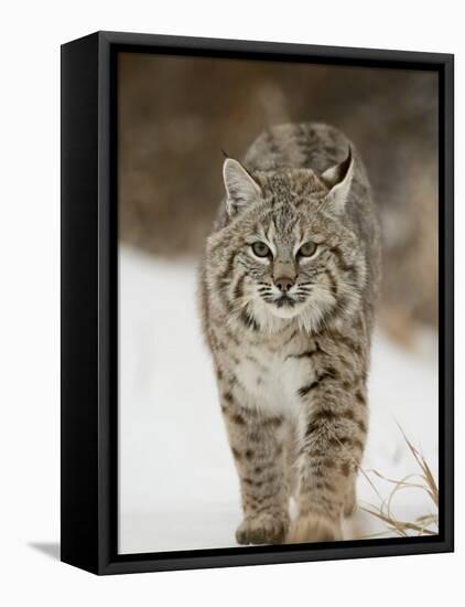 Bobcat in Snow, Near Bozeman, Montana, United States of America, North America-James Hager-Framed Stretched Canvas