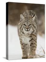 Bobcat in Snow, Near Bozeman, Montana, United States of America, North America-James Hager-Stretched Canvas