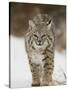 Bobcat in Snow, Near Bozeman, Montana, United States of America, North America-James Hager-Stretched Canvas