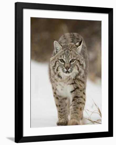 Bobcat in Snow, Near Bozeman, Montana, United States of America, North America-James Hager-Framed Premium Photographic Print