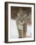 Bobcat in Snow, Near Bozeman, Montana, United States of America, North America-James Hager-Framed Photographic Print