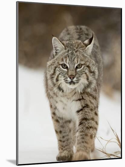 Bobcat in Snow, Near Bozeman, Montana, United States of America, North America-James Hager-Mounted Photographic Print