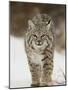 Bobcat in Snow, Near Bozeman, Montana, United States of America, North America-James Hager-Mounted Photographic Print
