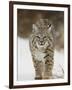 Bobcat in Snow, Near Bozeman, Montana, United States of America, North America-James Hager-Framed Photographic Print