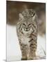 Bobcat in Snow, Near Bozeman, Montana, United States of America, North America-James Hager-Mounted Photographic Print