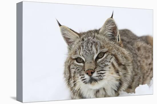 Bobcat in Snow-null-Stretched Canvas