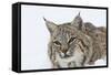 Bobcat in Snow-null-Framed Stretched Canvas