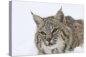 Bobcat in Snow-null-Stretched Canvas