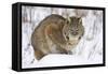 Bobcat in Snow-W. Perry Conway-Framed Stretched Canvas