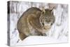 Bobcat in Snow-W. Perry Conway-Stretched Canvas