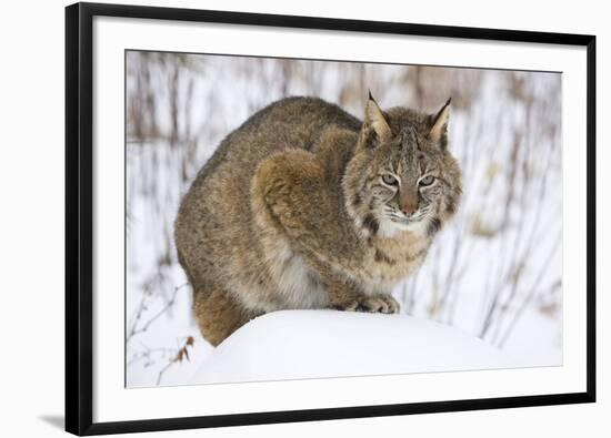 Bobcat in Snow-W. Perry Conway-Framed Premium Photographic Print