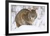 Bobcat in Snow-W. Perry Conway-Framed Premium Photographic Print