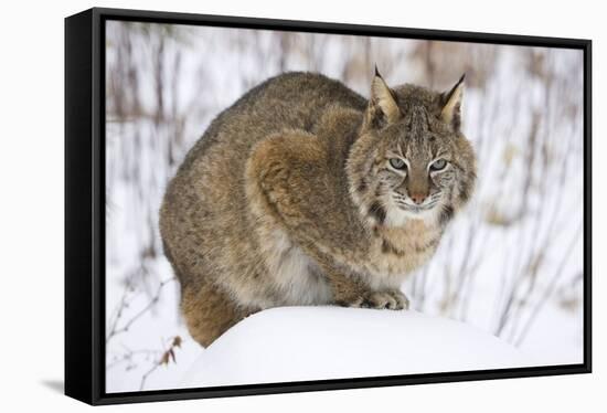 Bobcat in Snow-W. Perry Conway-Framed Stretched Canvas