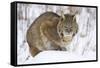 Bobcat in Snow-W. Perry Conway-Framed Stretched Canvas