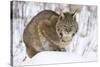 Bobcat in Snow-W. Perry Conway-Stretched Canvas