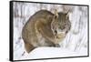 Bobcat in Snow-W. Perry Conway-Framed Stretched Canvas
