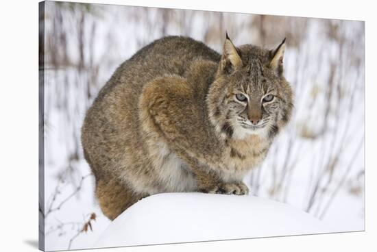 Bobcat in Snow-W. Perry Conway-Stretched Canvas