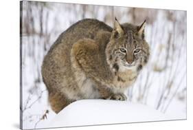 Bobcat in Snow-W. Perry Conway-Stretched Canvas
