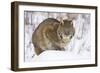 Bobcat in Snow-W. Perry Conway-Framed Photographic Print