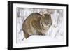 Bobcat in Snow-W. Perry Conway-Framed Photographic Print