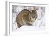 Bobcat in Snow-W. Perry Conway-Framed Photographic Print