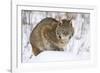 Bobcat in Snow-W. Perry Conway-Framed Photographic Print