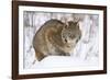 Bobcat in Snow-W. Perry Conway-Framed Photographic Print