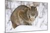 Bobcat in Snow-W. Perry Conway-Mounted Photographic Print