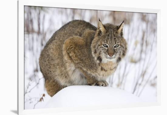 Bobcat in Snow-W. Perry Conway-Framed Photographic Print