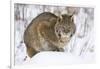 Bobcat in Snow-W. Perry Conway-Framed Photographic Print