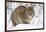 Bobcat in Snow-W. Perry Conway-Framed Photographic Print