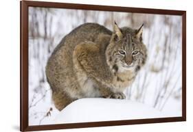 Bobcat in Snow-W. Perry Conway-Framed Photographic Print