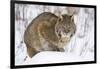 Bobcat in Snow-W. Perry Conway-Framed Photographic Print