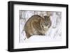 Bobcat in Snow-W. Perry Conway-Framed Photographic Print