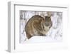 Bobcat in Snow-W. Perry Conway-Framed Photographic Print