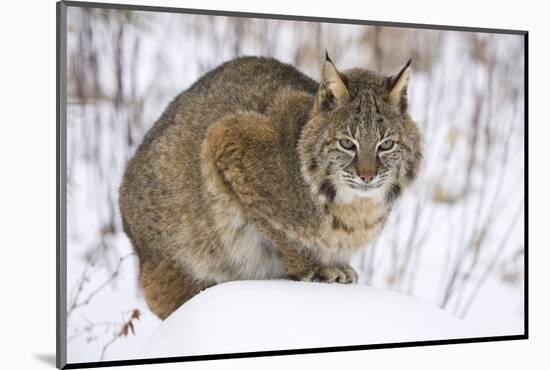 Bobcat in Snow-W. Perry Conway-Mounted Photographic Print